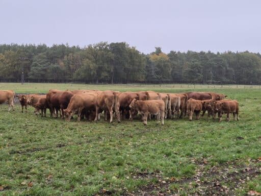 Gelbvieh ist eine gefährdete Nutztierrasse