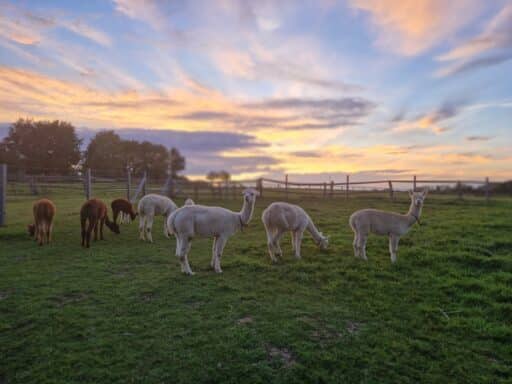 Unsere edlen Huacaya-Alpakas auf der Weide