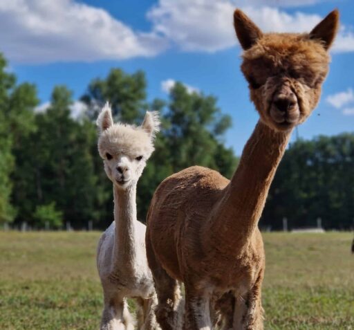 Alpakas sind sehr neugierig