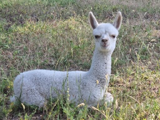 Sanfter Blick eines weißen Alpakas
