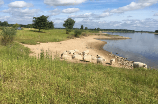 A flock of sheep rests on a beach on the Elbe.