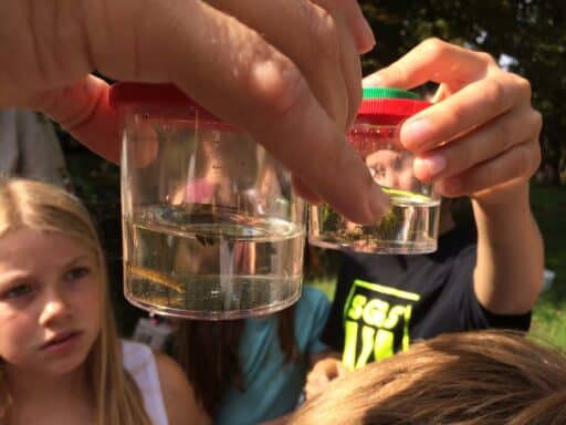 Children look excitedly into a magnifying glass with aquatic insects.