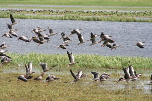 A flock of greylag geese takes flight over the floodplain waters of the Alte Elbe near Bösewig.