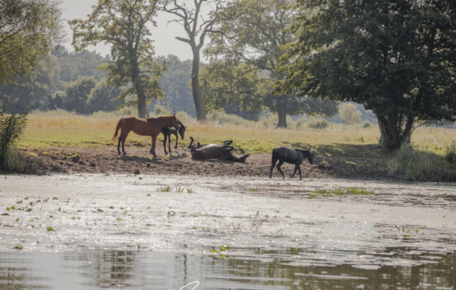 Horses bathing in the Karthane.