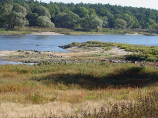 Sand bank on the Elbe near Lödderitz with vegetation and stones. The other bank of the Elbe can be seen in the background with the alluvial forest of the Lödderitz forest.