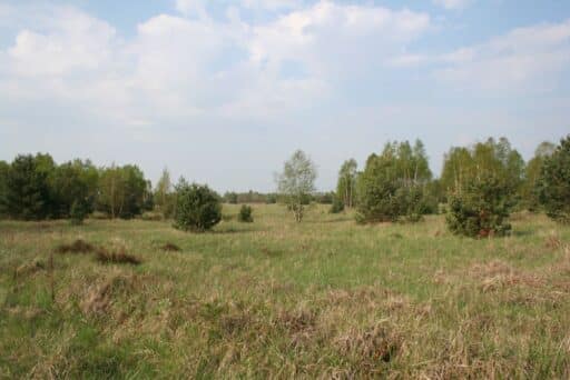 Meadow area with pines and birches