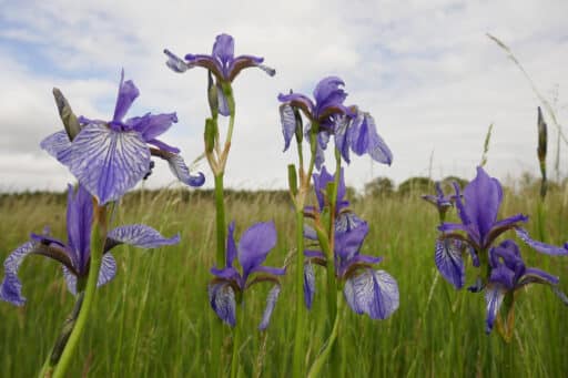 Siberian irises