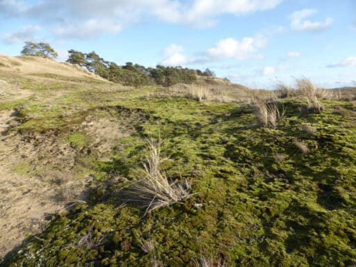 Mass populations of the invasive cactus moss on the inland dune.