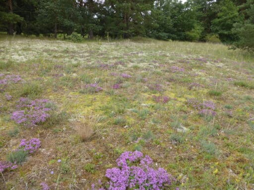 Open grassy areas with silver grass and ostrich grass and flowering sand thyme.