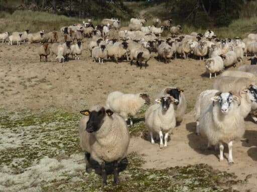 Sheep and goats graze on the inland dune.