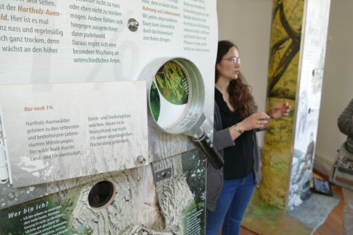 Sonderausstellung zum Thema „Wilder Wald am großen Fluss“ auf der Festung Dömitz.