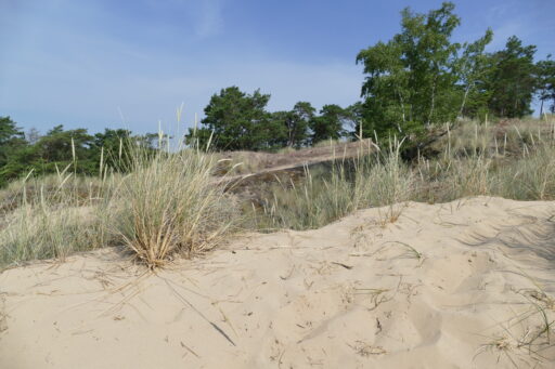 Marram grass on the Klein Schmölen inland dune