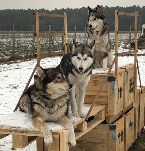 Unsere Schlittenhunde