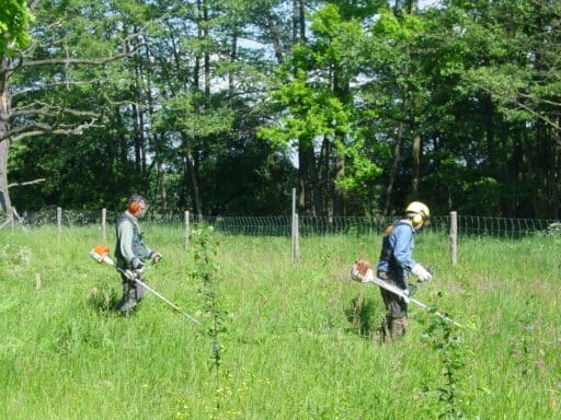 Two men mow a meadow with newly planted fruit trees by hand