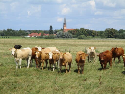 Rinder auf der Weide im Polder Blücher