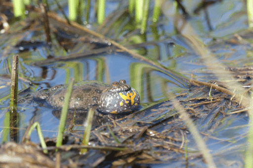 A fire-bellied toad sits in a body of water.