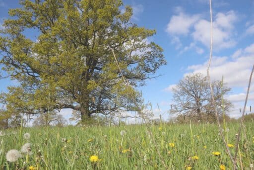 Flowering meadow with old oaks