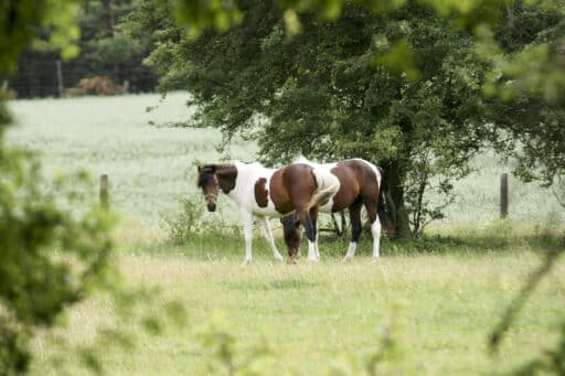 Viel Platz auf dem Naturgut Hohenwoos auch für Pferde