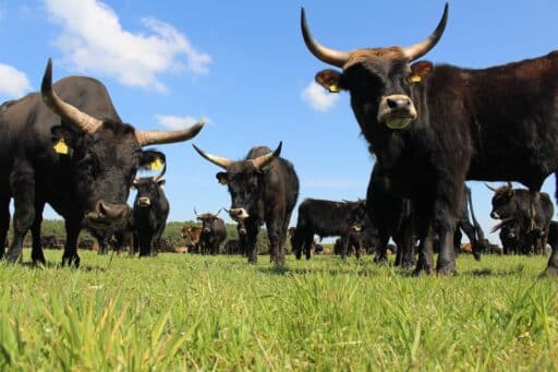 Aurochs on the pasture