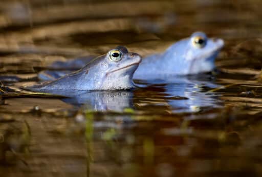 Male moor frog in mating dress