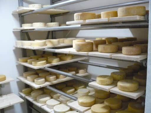 Richtig guter Käse muss reifen!