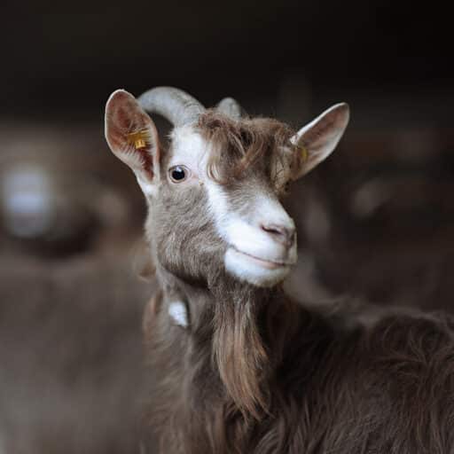 Ziegenportrait