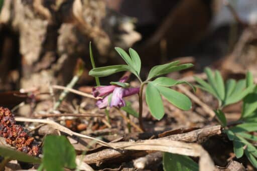 A plant that is sprouting.