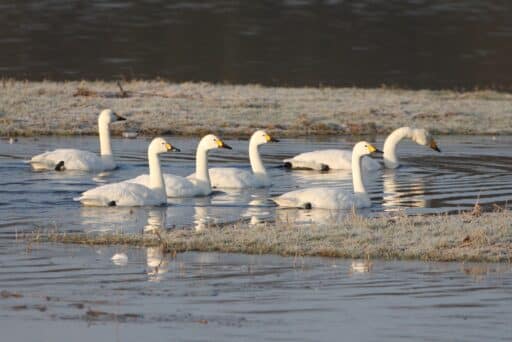 Bewick's swans and whooper swans